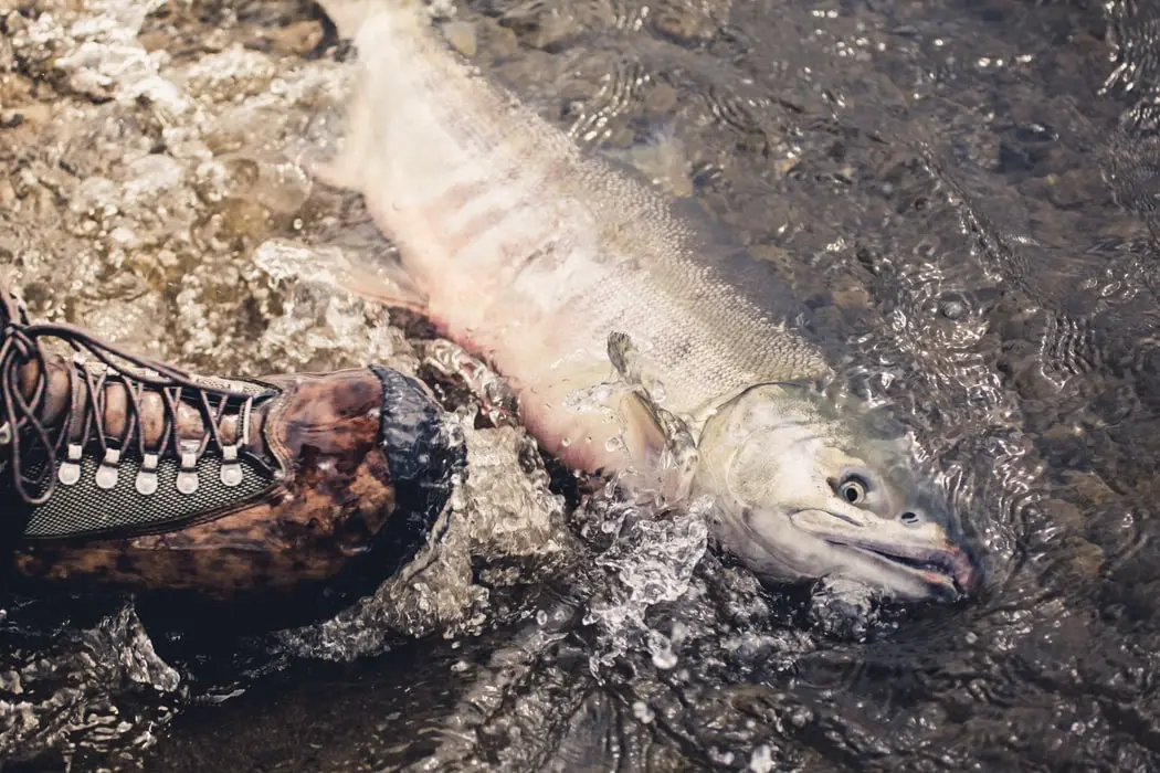 fishing tackle bait wholesalers northern ireland